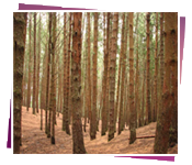 pine forest